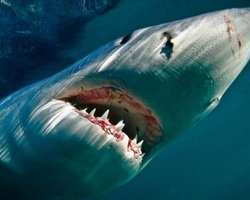 2011 год побил 20- летний рекорд лет по числу смертельных атак акул на людей