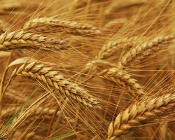 Квоты на экспорт зерна будут распределяться на аукционах