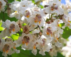 В киевском зоопарке появится Аллея любви