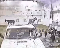 Коні та "Лади": пілот дрона ЗСУ розповів про несподівані знахідки на прихованому складі РФ (відео)