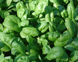 В Японии обнаружили повышенную радиацию в продуктах