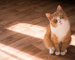 Кот молчит, но сердится: 5 вещей, которые на самом деле злят вашего любимца