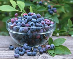 Черника поможет бороться с раковыми заболеваниями, - исследование