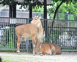 В киевском зоопарке назвали причину смерти антилопы