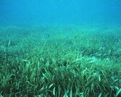 500 млн років тому щось вийшло з моря на сушу і назавжди змінило Землю: що це було