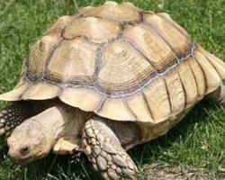 Завтра в киевском зоопарке устроят День черепахи