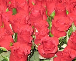 Экспортеры роз терпят убытки из-за вулкана