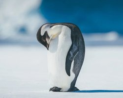 В Антарктиді зникають культові імператорські пінгвіни: що відбувається (фото)