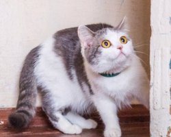 Чому кішки люблять роздряпувати стіни в будинку: відповідь ветеринарів дивує