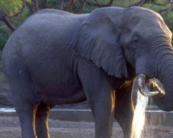  Столичному зоопарку подарят слона  