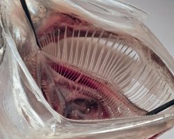 Найкращий спосіб видалення мікропластику "придумали" сардини: видаляє 99% частинок