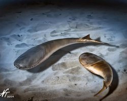 Тогда погибло 85% морских видов: повторится ли это событие в будущем (фото)