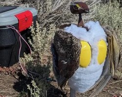 У національний парк заселили роботів-птахів: це якось має допомогти зникаючому виду розмножуватися