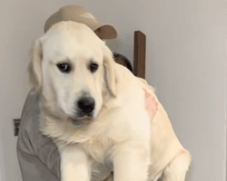 Пара вирішила зважити 7-місячне цуценя: результат їх приголомшив (відео)