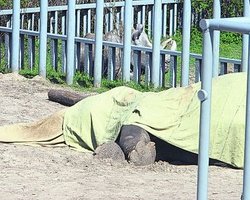 За три года в Киевском зоопарке умер 51 питомец