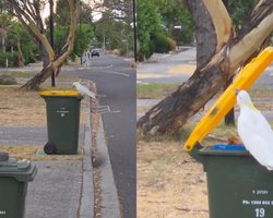 "Даже птицы в курсе": попугай взорвал сеть талантом поиска вторсырья (видео)