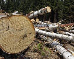 Для резиденции Януковича срубят деревьев почти на 2 млн грн, - СМИ