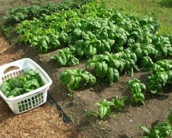 В Китае обнаружен радиоактивный йод в овощах 