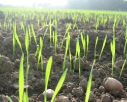 Аграрии из-за погоды и отсутствия денег засеяли лишь 40% озимых