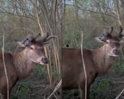 "Никого не хочет видеть": зоозащитник показал звездного оленя Бориса после ДТП и исчезновения (видео)