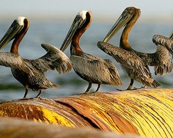 В Мексиканском заливе образовалась "мертвая зона"