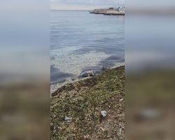 В оккупированном Крыму массово гибнут дельфины и птицы, – соцсети (фото, видео)