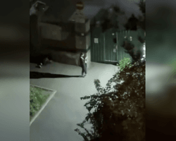 "Некуда идти": в Киеве девушка ночует под ТЦК после мобилизации мужа, — соцсети (видео)