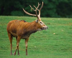 В Киевском зоопарке умер последний олень Давида