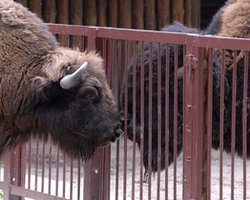 В Киевском зоопарке родился детеныш зубра