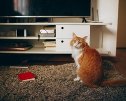 Владелец оставил кота одного лишь на одну ночь: то, что он увидел по возвращении, разбило ему сердце (фото)