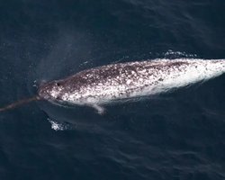 Морський єдиноріг: навіщо насправді цим китам бивень завдовжки 3 метри (фото)