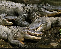 Рови з крокодилами та зміями: в Індії придумали, як захистити кордон