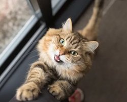 Ученые выяснили, что кошки чаще "разговаривают" с мужчинами, чем с женщинами: в чем причина