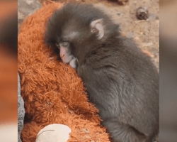 Самотня мавпочка Панч розчулила мережу обіймами з іграшкою: тепер дитинча знайшло друзів (відео)