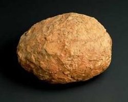 Древние осы питались протухшими яйцами динозавров, - ученые