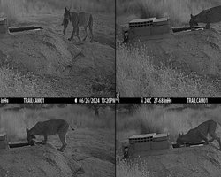 Ніхто такого не очікував: перед тим, як з'їсти здобич, рисі роблять щось дивне (фото)