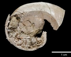 Стародавні равлики зовсім не відкладали яйця: як мільйони років тому їхні дитинчата з'являлися на світ