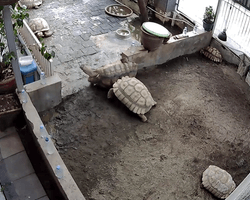 Справжня дружба: гігантська черепаха прийшла на допомогу перекинутому другу (відео)