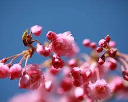 В Японии, несмотря на рекордные морозы и снег, неожиданно расцвела сакура