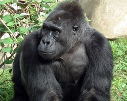 Киевский зоопарк хочет купить телевизор для гориллы 