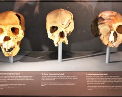 Хто ми насправді: двуногі без пір'я, розумні люди чи політичні тварини (фото)