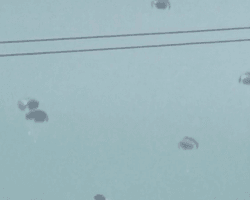 П'ятеро людей загинули у Газі, коли парашут із гуманітарною допомогою не розкрився, – ЗМІ (відео)