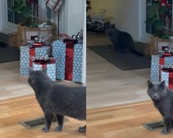 Кот вернулся домой через полгода после исчезновения, но в доме уже жил его "двойник"