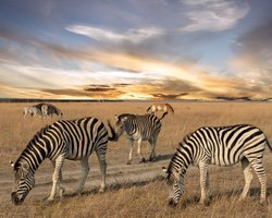 РФ вирішила обміняти тварин з Херсонщини: що задумали окупанти