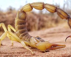 Смертоносне жало і клешні скорпіонів містять секретну зброю: з'ясувалося, навіщо (фото)