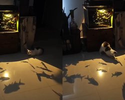 Бій з тінню: котик викликав сміх у мережі своїми навичками мисливця (відео)