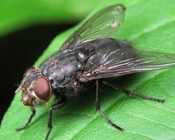 В Японии создадут спецподразделения по борьбе с мухами