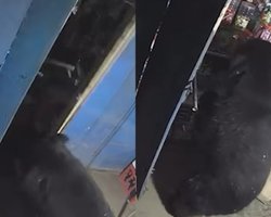 Власник закладу був шокований: ведмідь вночі влаштував "ревізію" в магазині (відео)