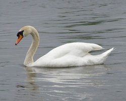 Киевскому зоопарку подарили лебедя