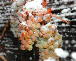 Из-за аномально теплой зимы производители "ледяного" вина терпят убытки